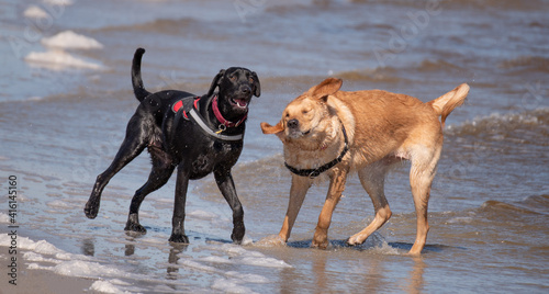 Dogs playing at the beach.