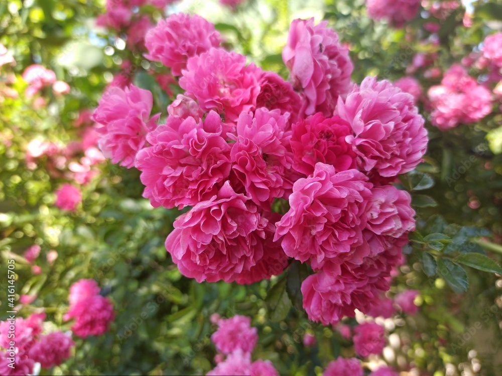 pink flowers