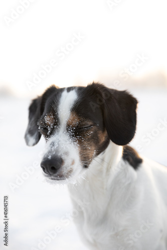 Dog with snow in her face standing at field a sunny winter day 