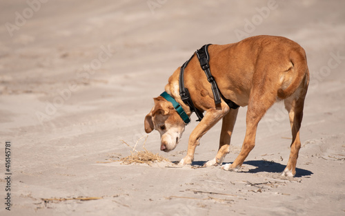 Dogs playing at the beach. © Penny Britt