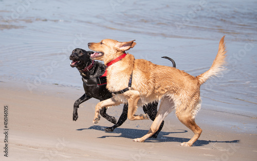 Dogs playing at the beach. photo