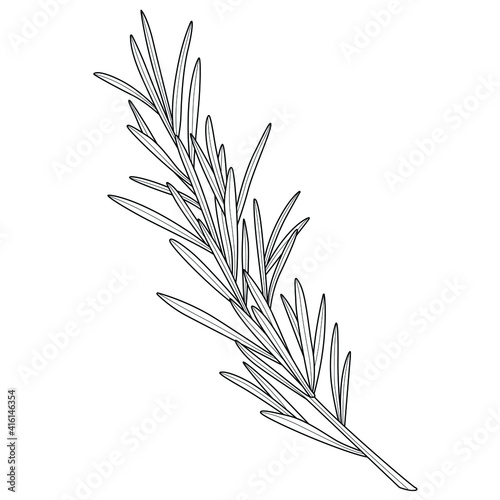 Sprig of rosemary.Coloring book antistress for children and adults.Hand draw