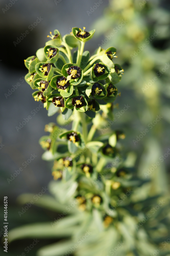 Euphorbia caracias, the Mediterranean euphorbia, is a plant included in the genus Euphorbia (family Euphorbiaceae). It is a herbaceous, evergreen, biennial species that can reach one meter. Euphorbia caracias, the Mediterranean euphorbia, is a plant included in the genus Euphorbia (family Euphorbiaceae). It is a herbaceous, evergreen, biennial species that can reach one meter.