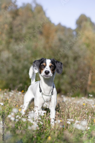 White and brown dog standing at flower field at summertime looking into the camera