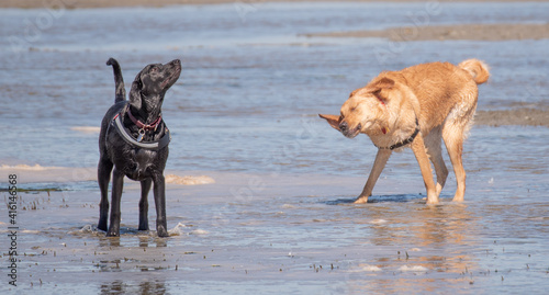 Dogs playing at the beach. © Penny Britt