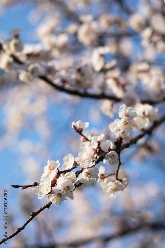 Spring background in the form of flowering tree branches. Sakura blossom. Spring background in the form of flowering tree branches. Sakura blossom.