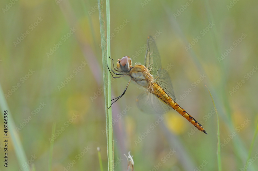 A dragonfly is an insect belonging to the order Odonata, infraorder Anisoptera A dragonfly is an insect belonging to the order Odonata, infraorder Anisoptera