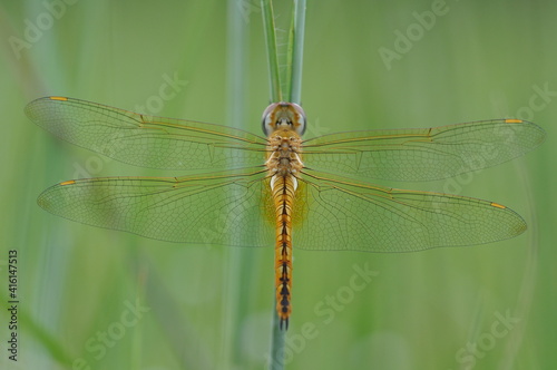 A dragonfly is an insect belonging to the order Odonata, infraorder Anisoptera © Fernandha theori