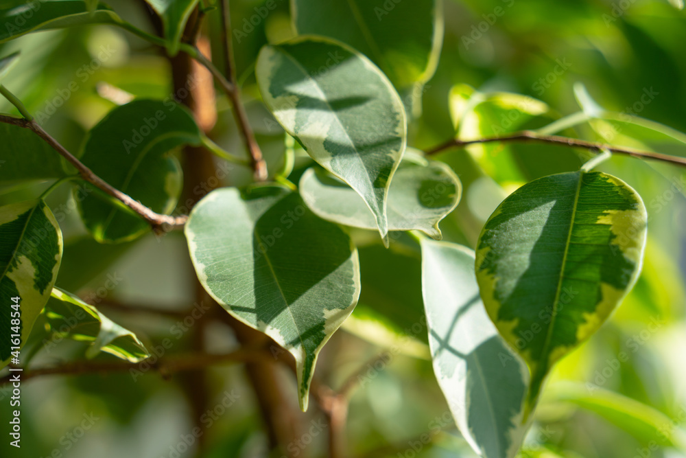 Blurred background of green leaves of ficus benjamin, close up, selective focus Blurred background of green leaves of ficus benjamin, close up, selective focus