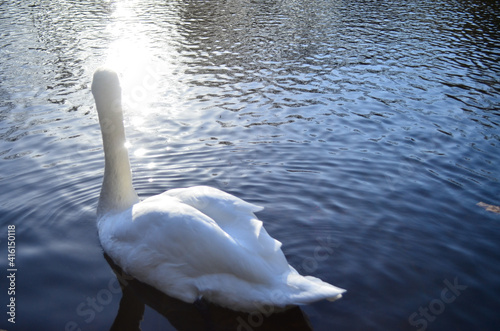Photography Birds of Stephen's Green, Dublin, Ireland