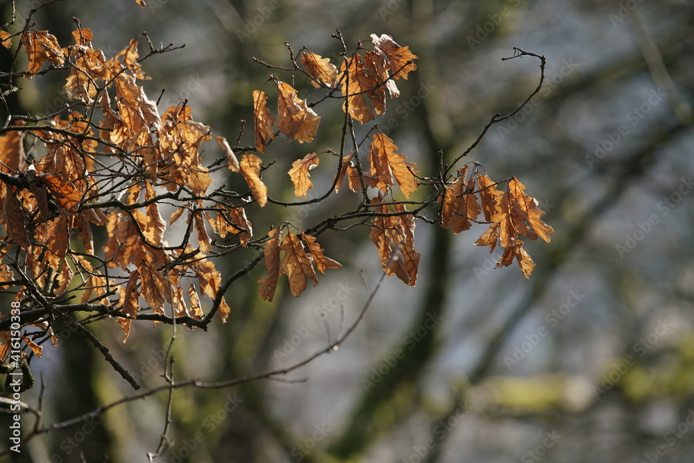 Wald mit welken, roten, braunen, Blättern einer Buche oder Hainbuche