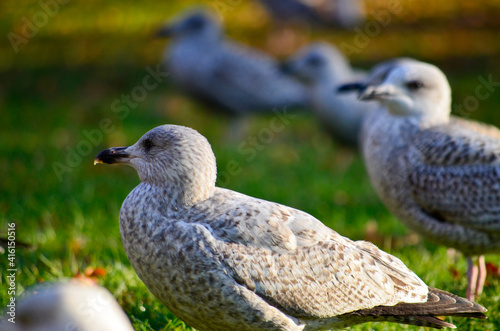 Photography Birds of Stephen's Green, Dublin, Ireland