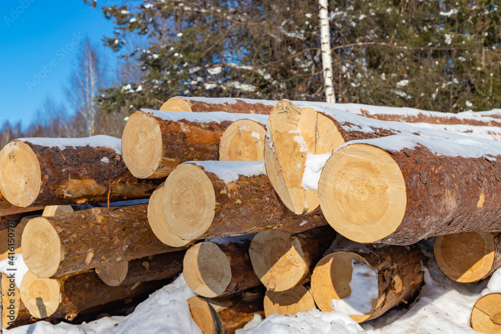 Pile of wood logs in the forest in winter. Wood industry. Pile of wood logs in the forest in winter. Wood industry.