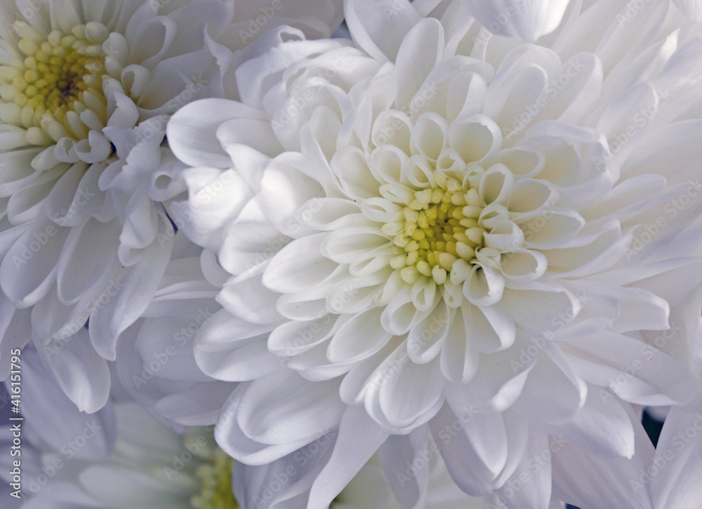 white chrysanthemum flower for loving memories white chrysanthemum flower for loving memories