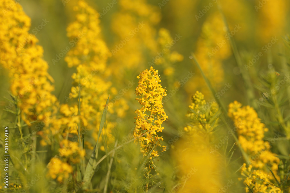 Closeup of 1 Ladys Bedstraw, Galium verum, within a group of plants in the Gard, France Closeup of 1 Ladys Bedstraw, Galium verum, within a group of plants in the Gard, France
