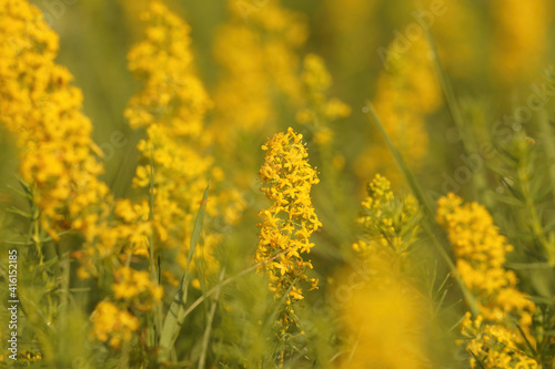 Closeup of 1 Ladys Bedstraw, Galium verum, within a group of plants in the Gard, France photo