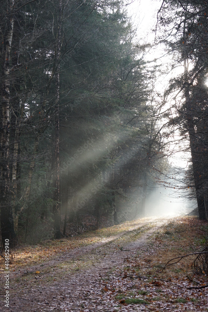 Obraz premium Morning in the forest