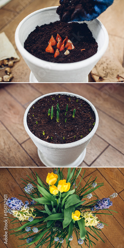 Spring bulbs flowers stages of blooming and growing in pot. Yellow tulips, hyacinths, blue muscari with watering can