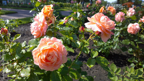 Yellow and orange nostalgic shrub rose in the botanical garden. Delicate tender pink peach shade of flower. Blossoms with water droplets after rain. Love concept of aesthetics. Beauty in nature. photo