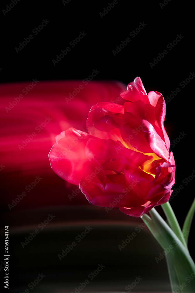 Trendy card with red tulip flower and its tail on black background, fantasy motion effect, long exposure, motion blur Trendy card with red tulip flower and its tail on black background, fantasy motion effect, long exposure, motion blur