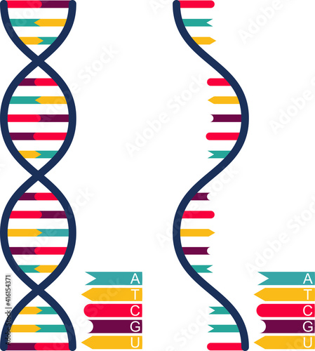 DNA and RNA with A, T, C, G, U; DNA and RNA icon pack photo