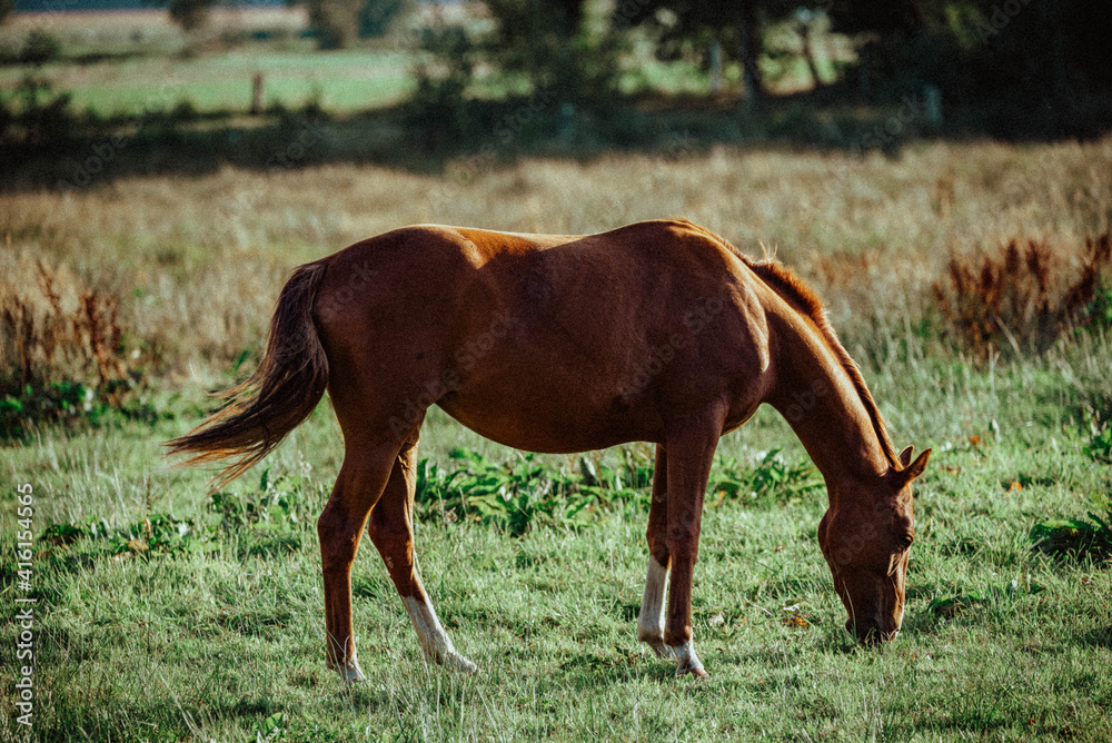 Fototapeta premium Pferd am Weiden