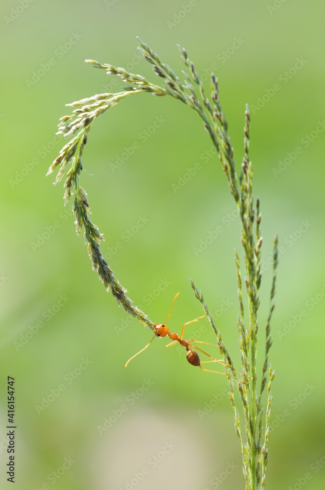 Weaver ants or green ants (genus Oecophylla) are eusocial insects of the family Formicidae (order Hymenoptera). Weaver ants or green ants (genus Oecophylla) are eusocial insects of the family Formicidae (order Hymenoptera).