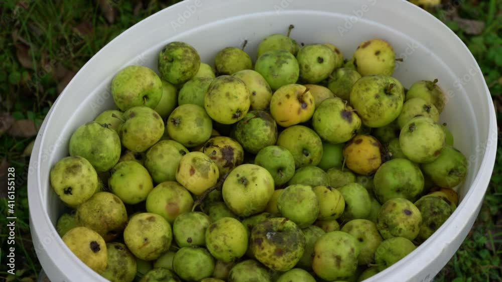 Picking wild sour apples for Natural Apple Cider Vinegar (Acetum) - (4K) Picking wild sour apples for Natural Apple Cider Vinegar (Acetum) - (4K)