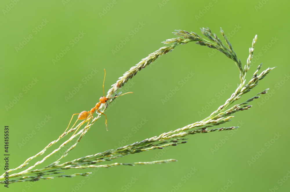 Weaver ants or green ants (genus Oecophylla) are eusocial insects of the family Formicidae (order Hymenoptera). Weaver ants or green ants (genus Oecophylla) are eusocial insects of the family Formicidae (order Hymenoptera).