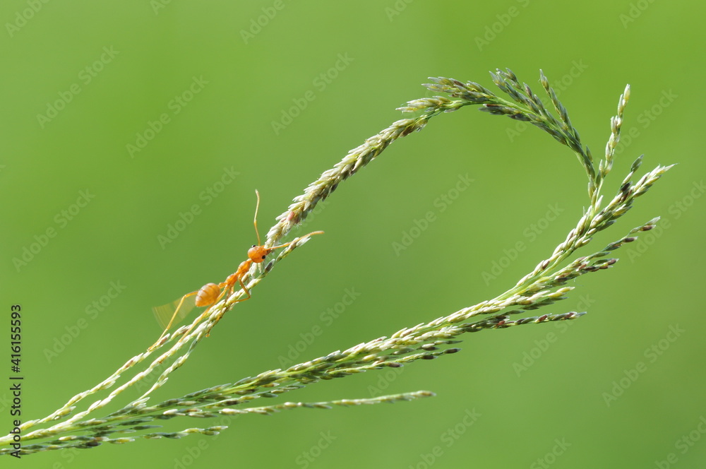 Fototapeta premium Weaver ants or green ants (genus Oecophylla) are eusocial insects of the family Formicidae (order Hymenoptera).