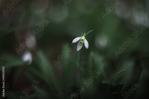 The flower of the snowdrop (Galanthus nivalis). White snowdrop close-up on blurry background with beautiful bokeh. In the garden snowdrops are in bloom in the spring.
