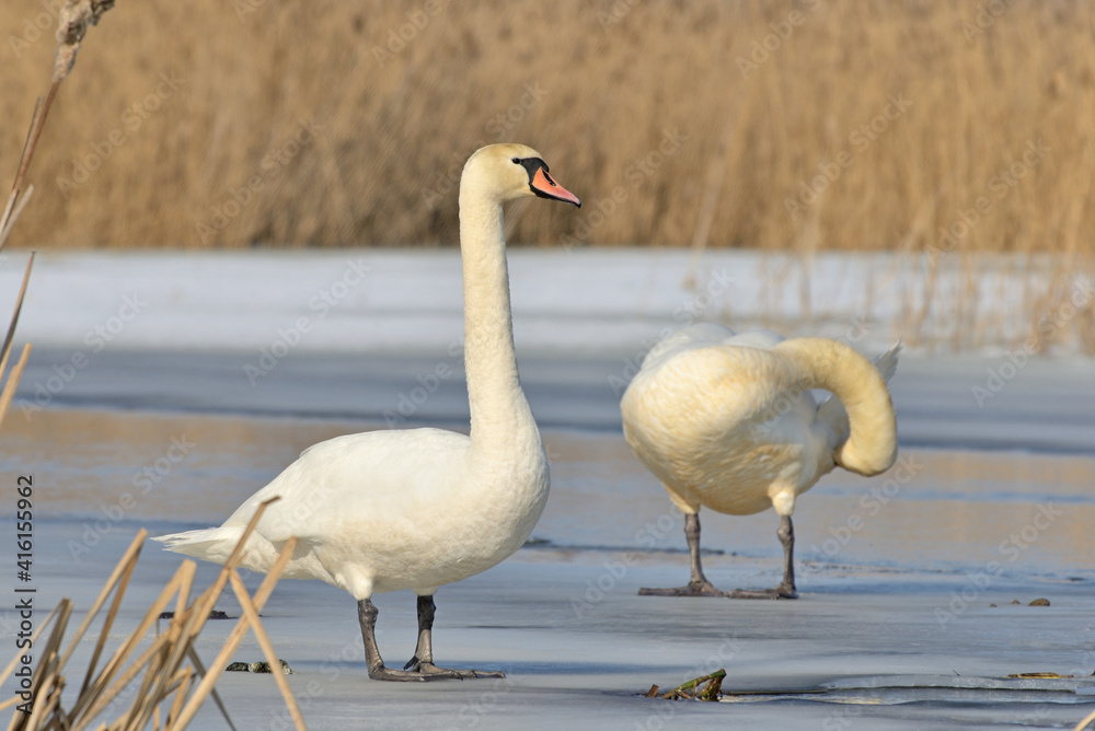 Obraz premium Swan on a winter pond.