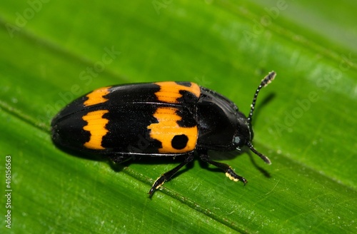 Canvas Print Pleasing Fungus Beetle (Megalodacne fasciata) isolated on a green leaf