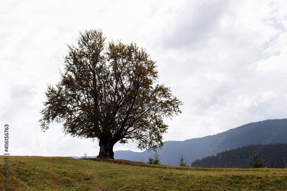 Magnificent view the coniferous big tree on the mighty Carpathians Mountains and beautiful cloudy sky background. Beauty of wild virgin Ukrainian nature, Europe. Popular tourist attraction. Magnificent view the coniferous big tree on the mighty Carpathians Mountains and beautiful cloudy sky background. Beauty of wild virgin Ukrainian nature, Europe. Popular tourist attraction.