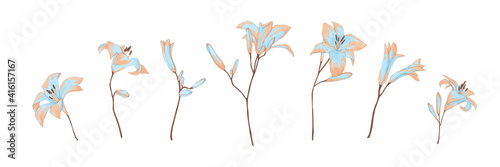 Simple hand drawn watercolor lily flower set. Collection of blue and beige lilly illustration. Floral decor elements isolated on white background.