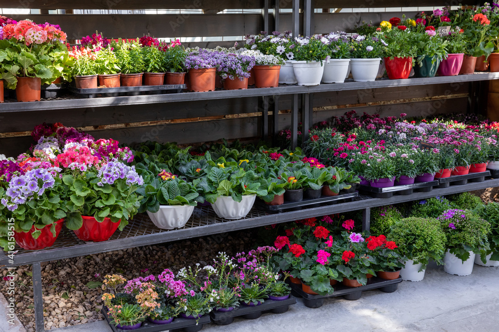 Rack with variety of spring flowering plants such as primerose, geranium, carnation, persian buttercup in a garden shop.