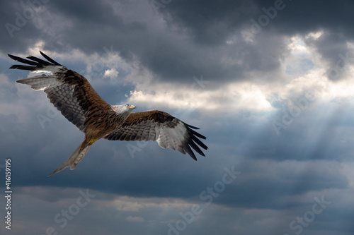 Beautiful eagle flying over a cloudy sky