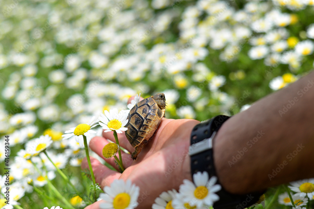 The man hand holds a small land turtle, in a field with camomile flowers, touches chamomile with his hands The man hand holds a small land turtle, in a field with camomile flowers, touches chamomile with his hands