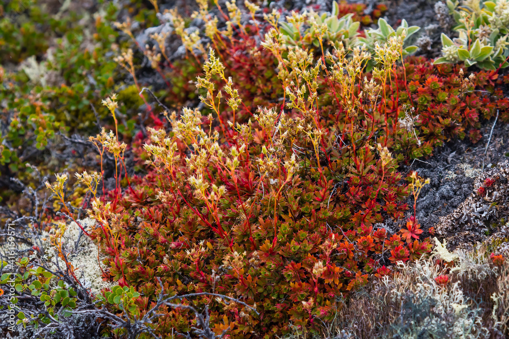 Greenland. Eqip Sermia. Irish saxifrage.