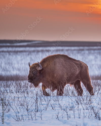 bison 