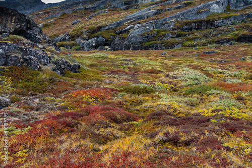 Fototapeta Naklejka Na Ścianę i Meble -  Greenland. Eqip Sermia. Greenlandic forest of dwarf trees and other plants.