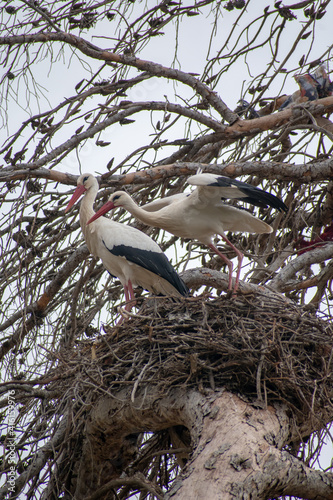 White Stork couple on their nest