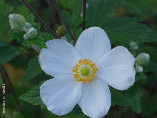 ANEMONE. PLANT WITH WHITE FLOWERS. THE FLOWER HAS FIVE PETALS. © MAVIC