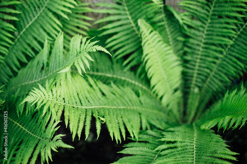 Fototapeta Naklejka Na Ścianę i Meble -  Fern Background. Tropical green leaf in dark tone