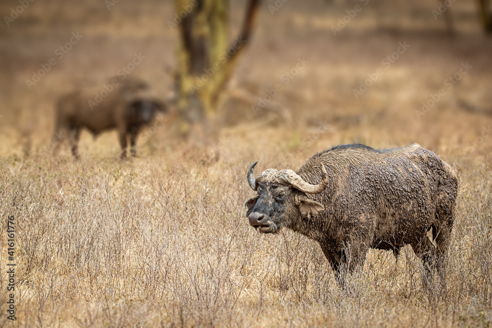 Cape Buffalos in Kenya Africa Cape Buffalos in Kenya Africa