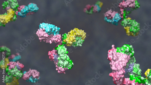 Fotografie Bispecific antibody colored heavy chain in green and pink, light chain blue and