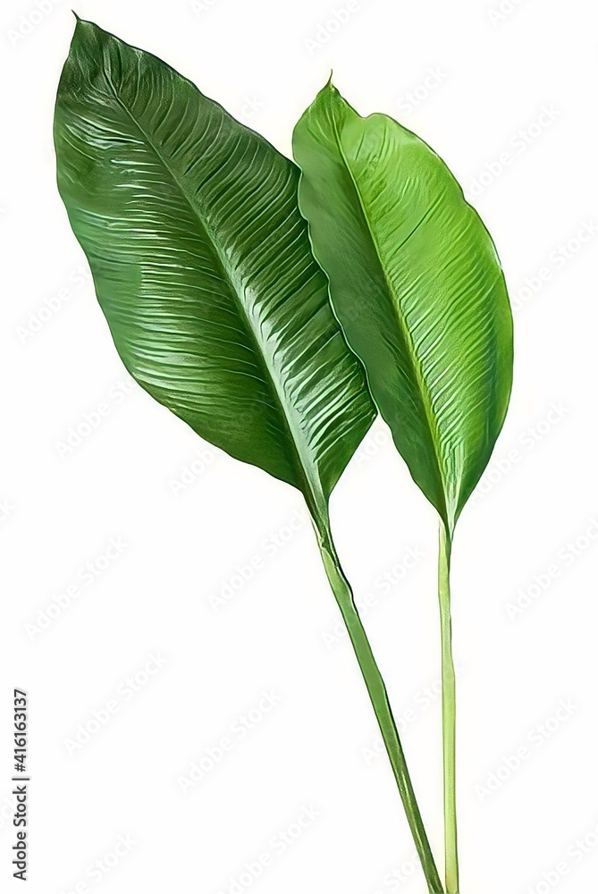 Obraz premium Folha De Bananeira - Edit Leaf Banana Full HD