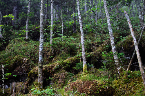 Fototapeta Naklejka Na Ścianę i Meble -  苔のむす森