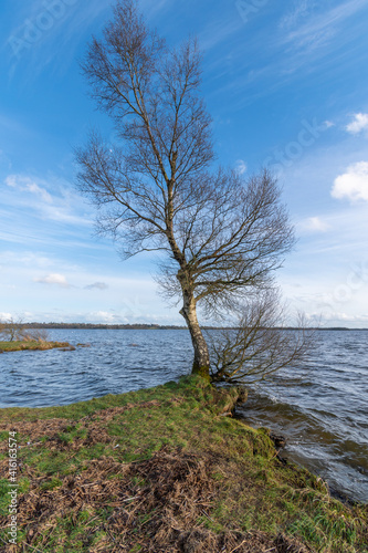 Birch tree on the lake shore with blue sky and rough waters. © Zbignev