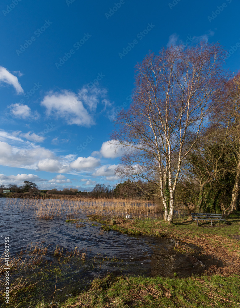 Forest lake in the autumn sunny day,one wild white swan walks along, Forest lake in the autumn sunny day,one wild white swan walks along,